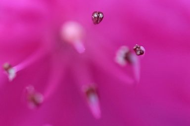 Filigrane Blumenstempel