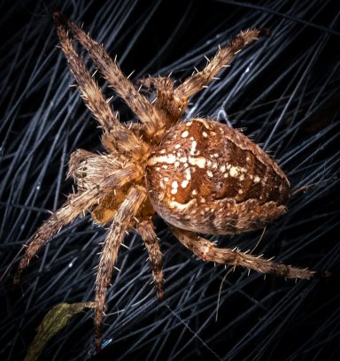 Prachtvolle Kreuzspinne