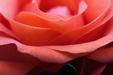 Rose in Samt