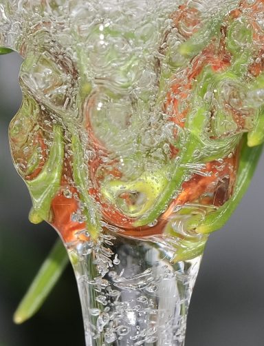 Gefrorene Natur im Detail