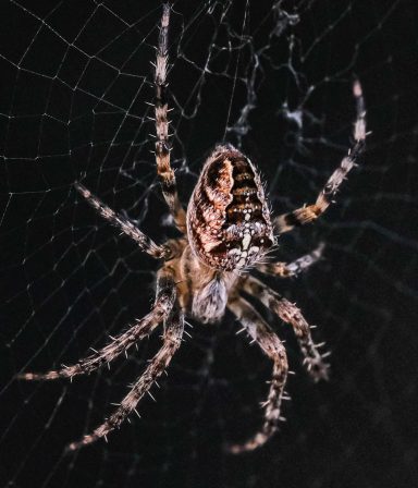 Spinne in Warteposition
