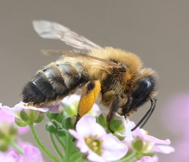 Biene auf Blüte