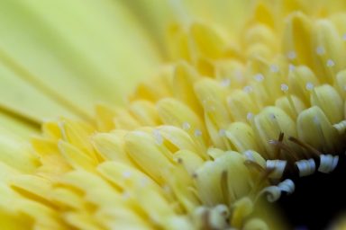 Filigranes Innenleben einer Blüte