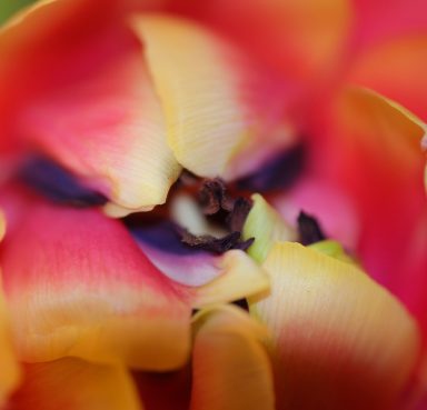 Innenleben einer Blüte