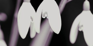 Schneeglöckchen in monochrom