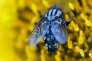 Individueller Fliegenlook